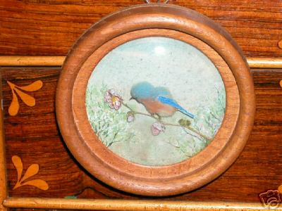 American Blue Robin